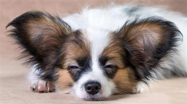 蝴蝶犬为什么喜欢睡在你身边，有这几个原因