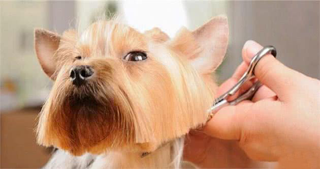 给狗狗剃毛真的能帮助它降温吗？不同品种剃毛有讲究