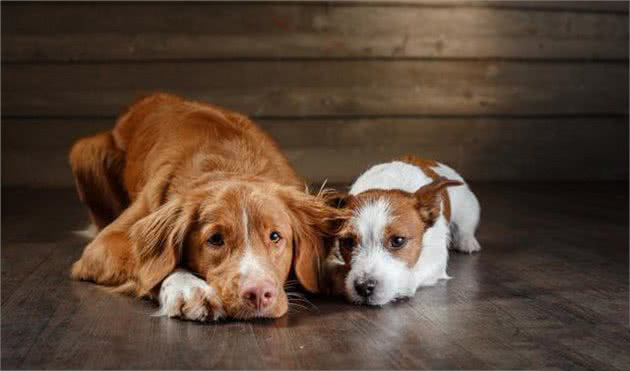 宠物犬的饲养与人类的健康，你可知道吗？