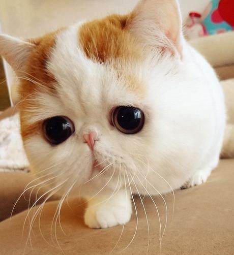 加菲猫的眼睛一直流泪是怎么了？