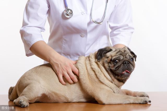 狗狗肠梗阻的症状有哪些 如何自愈