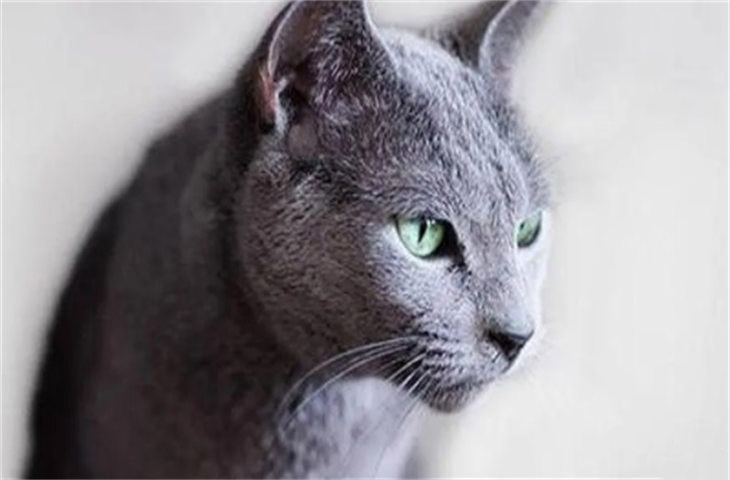 俄罗斯蓝猫的缺点有哪些 为什么不建议养