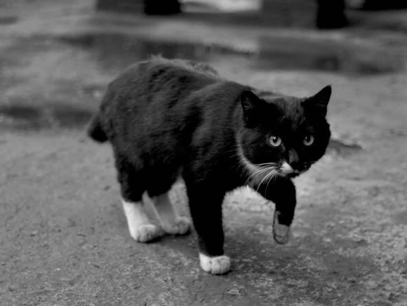 黑猫四脚白寓意着什么 是不吉利吗
