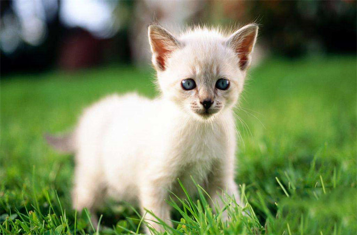 白猫头顶有黑毛风水说法 可以养吗