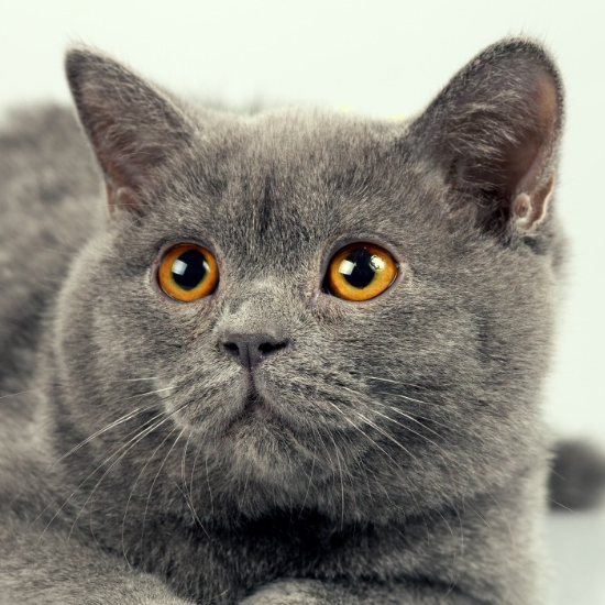 英短蓝猫寿命是多久 怎么预防