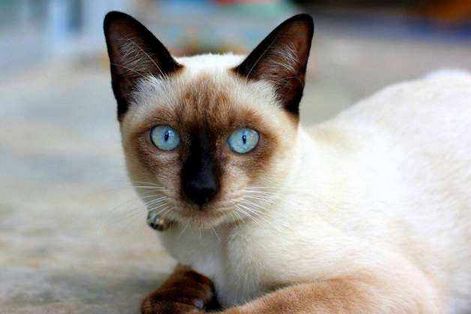 养暹罗猫寓意是什么 有哪些说法