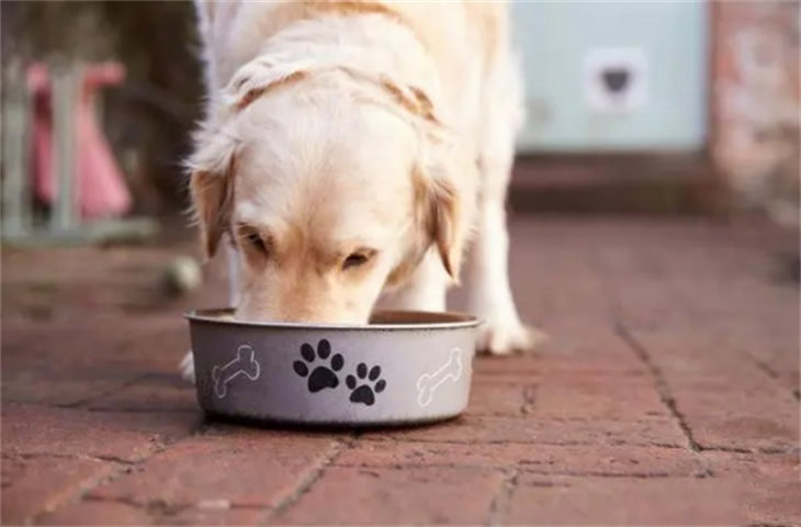 狗狗吃饭正常但是不喝水是怎么回事 有什么办法