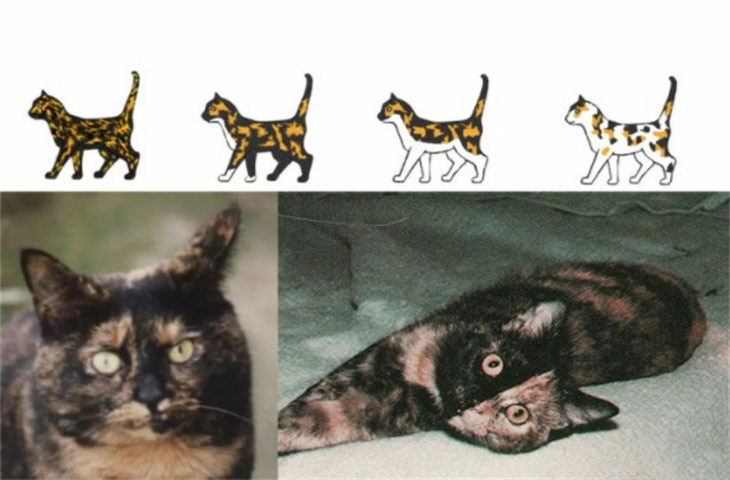猫花纹种类大全 身上有斑纹的是什么品种