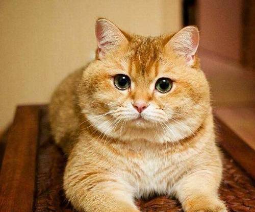 橘猫公猫多还是母猫多 新手养哪个比较好