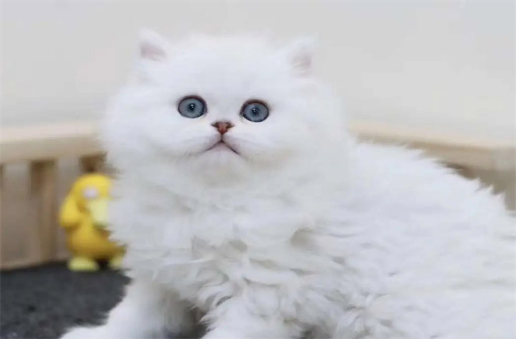 白色金吉拉猫多少钱一只