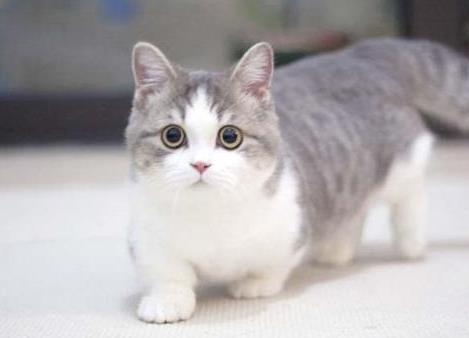 小短腿猫叫什么 是什么品种