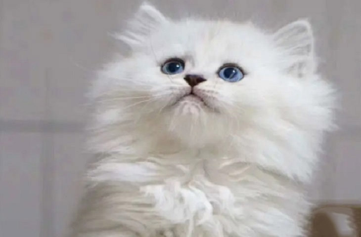 金吉拉幼猫多久变回白色 几个月开始变漂亮