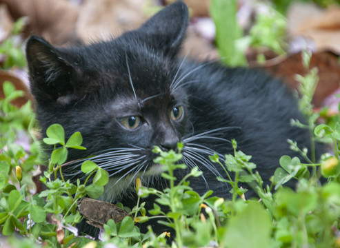 黑猫出生的概率大吗 为什么一般人养不了