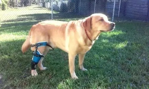 狗狗脱臼复位多少钱 怎么判断是脱臼还是骨折