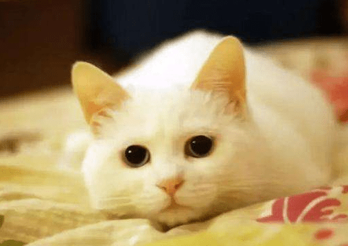 猫咪黄疸是什么症状 能自愈吗