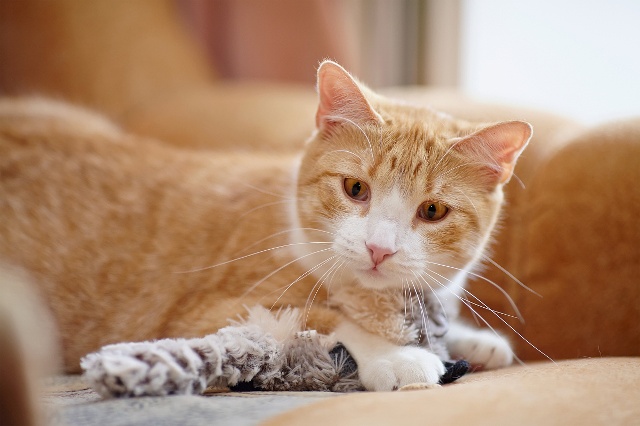 怎么判断猫咪有寄生虫 会传染给人吗