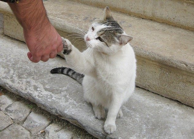怎么训练猫咪握手 认主人的表现有哪些