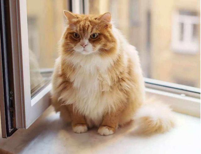 半橘半白的猫也是橘猫吗