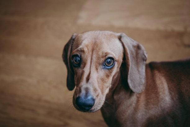 身型较小的腊肠犬，在喂养中必须留意什么难题？