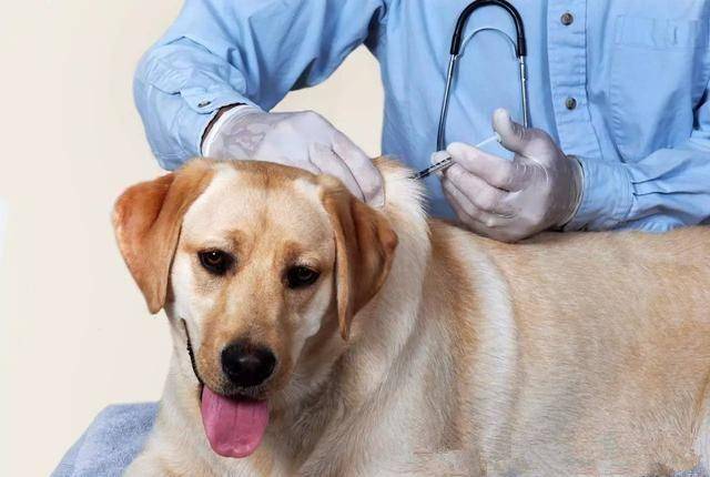 狗狗疫苗多长时间打一次？狗狗的疫苗多少钱一针？