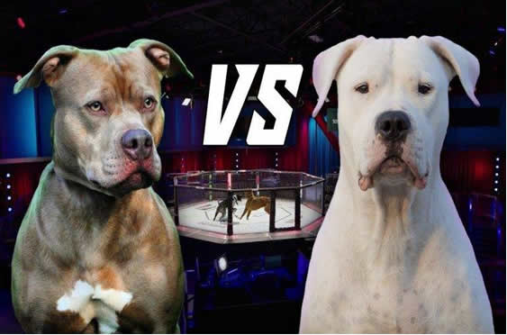 比特犬vs杜高犬，谁的战斗力更强？