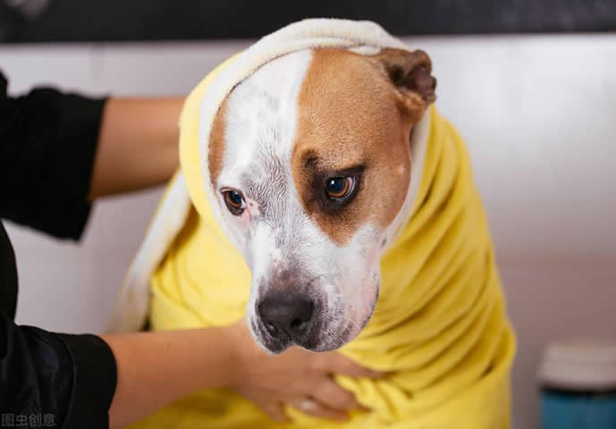 为什么给狗洗澡比人还贵？贵在哪里？