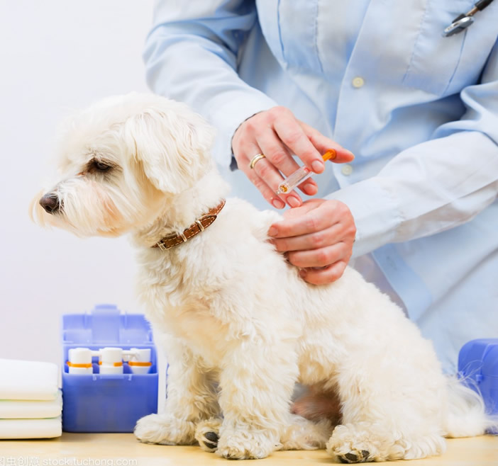 狗狗疫苗的价格是多少？多长时间打一次？
