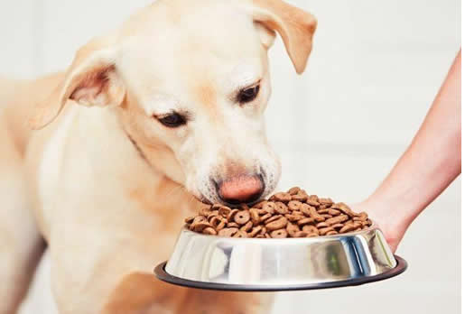 怎么判断狗狗吃多少？训练狗狗养成良好的进食习惯？