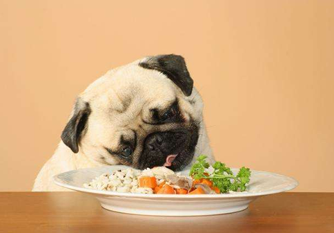 狗狗一顿饭要吃多少？吃米饭还是吃狗粮好？