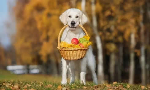 狗狗食谱：狗狗吃这几种水果对身体好处多