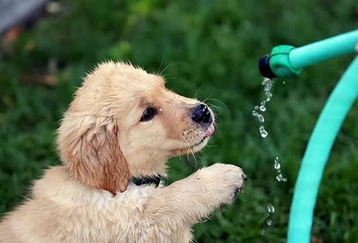 如何给狗狗科学饮水？狗狗一天需要喝多少水？