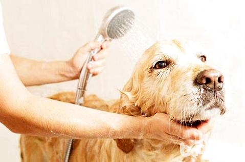 关于狗狗洗澡的知识：狗狗应该多久洗一次澡最合适？