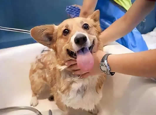 狗狗冬季洗澡篇：家长们要注意了，不要犯错了