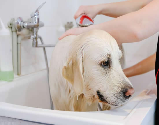 给狗洗澡比人还贵？贵在哪里？