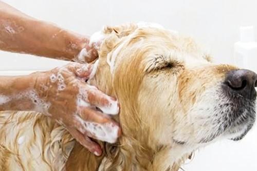 狗狗几天洗澡一次最好？哪些情况下不能洗澡？