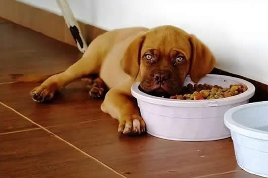 狗狗不喜欢吃东西，是挑食吗？不一定是挑食，可能有这些原因