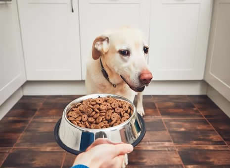 狗狗不进食的4大原因，教你几招解决办法！