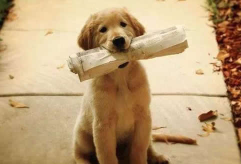 狗狗吃纸原来是有这6大原因，为什么呢？不妨尝试这几种办法