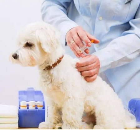 狗狗出生以后到底应该给狗狗注射几次疫苗呢？