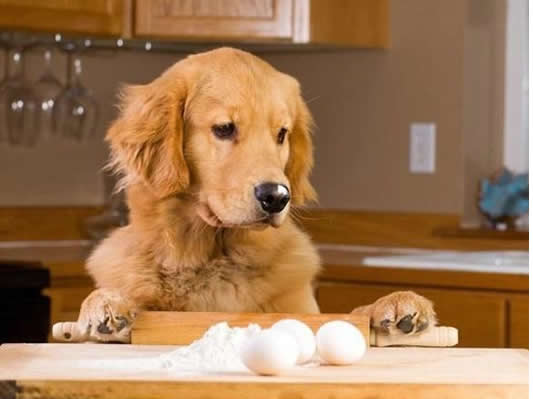 狗狗每天吃一个鸡蛋，对身体好不好？兽医说出实情