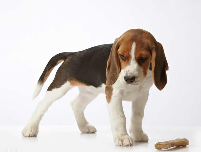 比格犬的喂食禁忌你知道多少？比格犬喂食我们该怎么做？