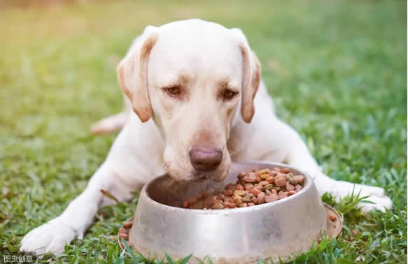 狗狗怎么合理喂食？喂养狗狗的注意事项有哪些？
