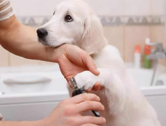 狗狗修剪指甲的技巧，这几点很关键