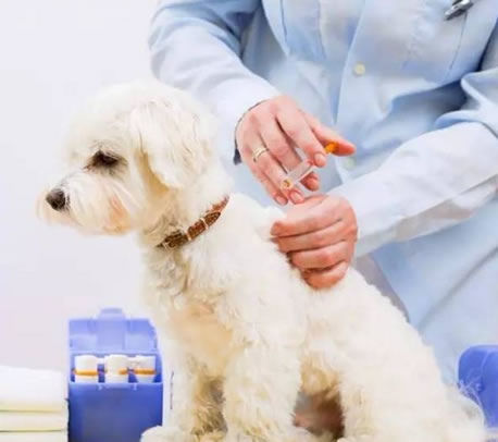 驱虫和打疫苗一定要定期为狗狗做，这很重要！