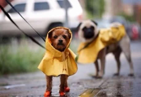 下雨天怎么遛狗？狗狗排泄怎么办？雨天遛狗做好准备知识分享