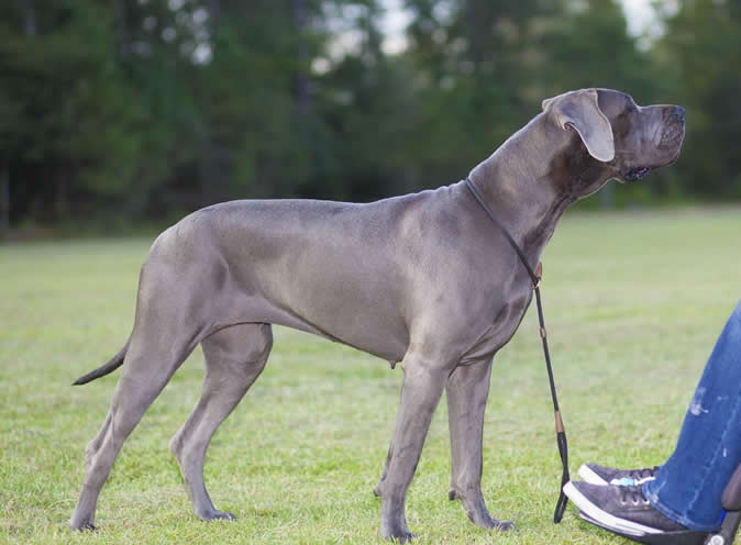 世界上最大狗狗之一，大丹犬有多难养？这6个点让人不敢养