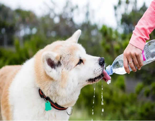 关于狗狗喝水：狗狗每天最少要喝多少水呢？