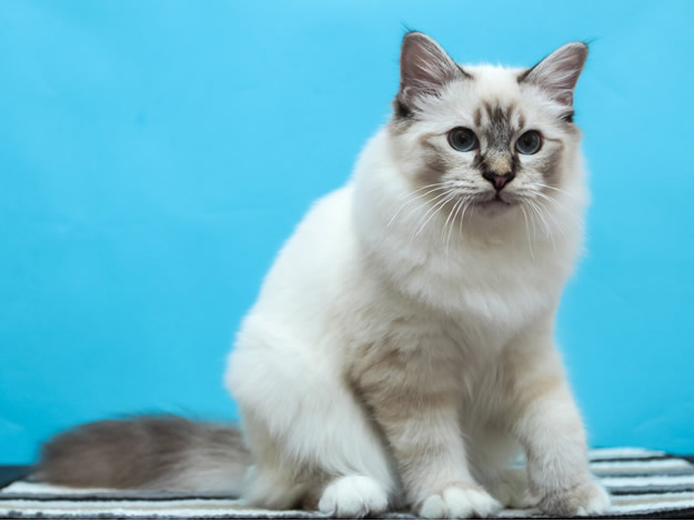 新手养缅甸猫的六大注意事项，你做好了吗？