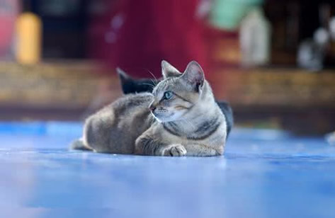 为什么那么多人喜欢养缅甸猫？