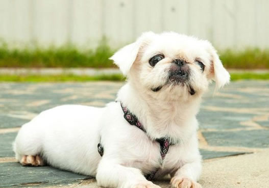 如何正确护理饲养京巴犬？